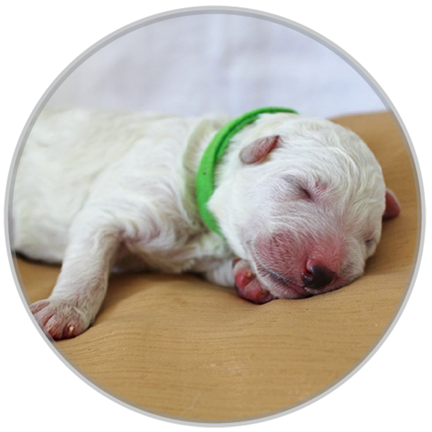 White Shepherd puppy - Green