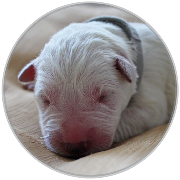 Puppy white shephed male dog