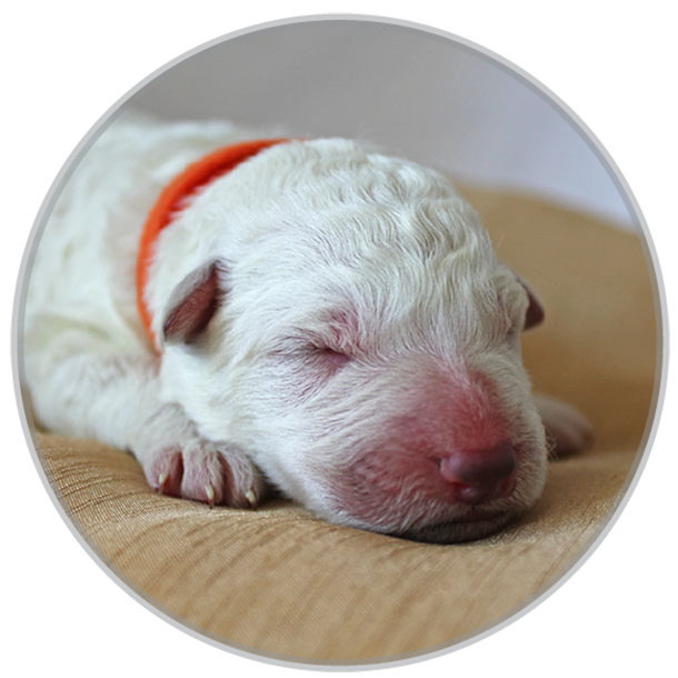White Swiss shephed female puppy