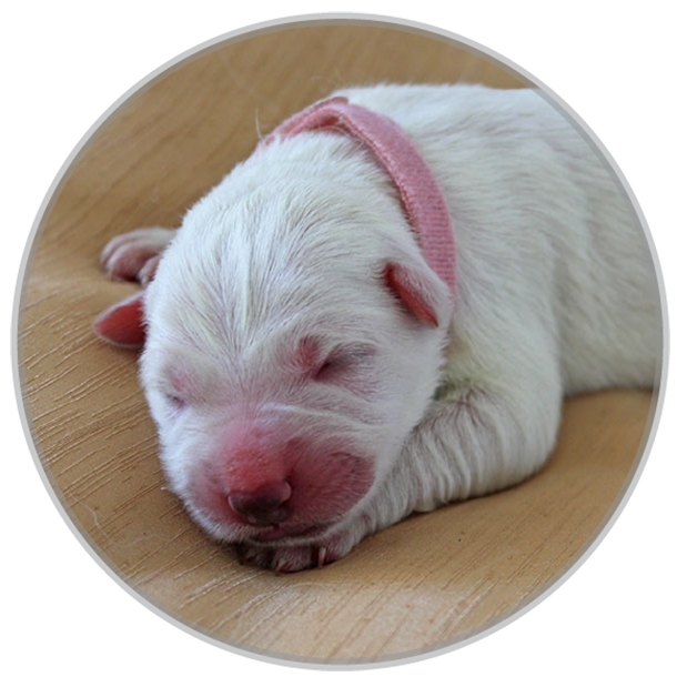 newborn swiss shepherd dog